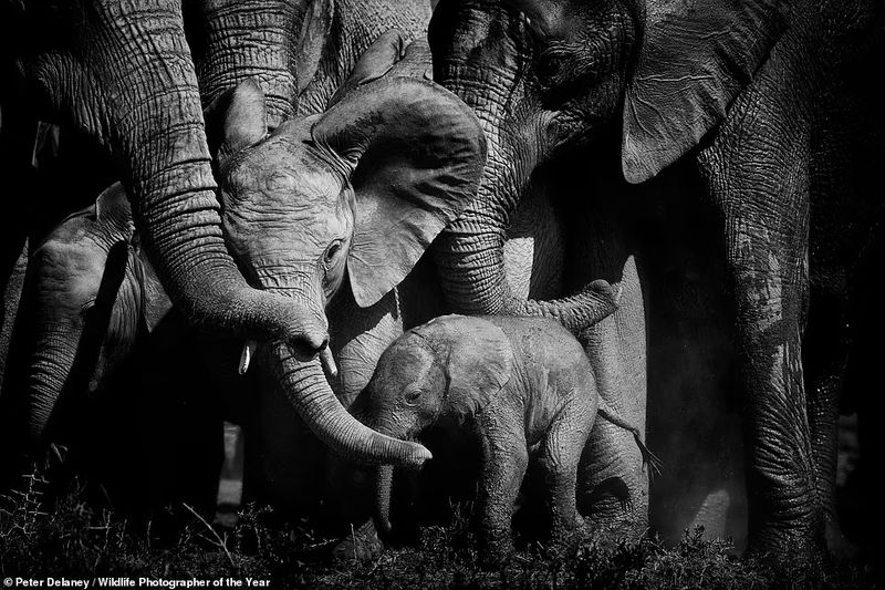 peoples choice award Natural History Museum s Wildlife Photographer of the Year Award