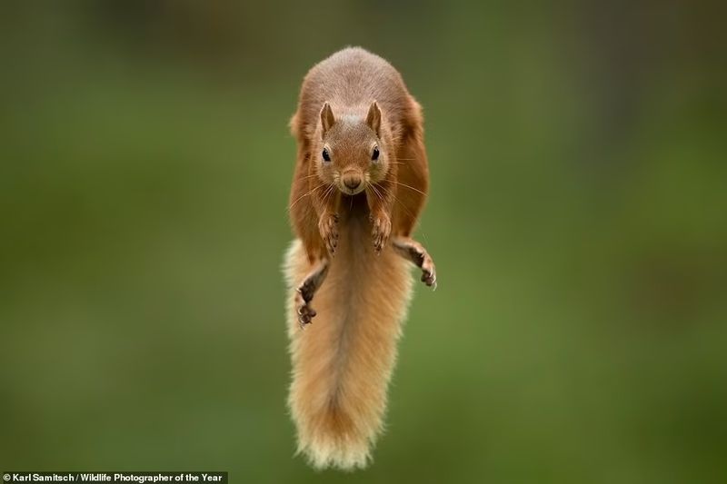 peoples choice award Natural History Museum s Wildlife Photographer of the Year Award