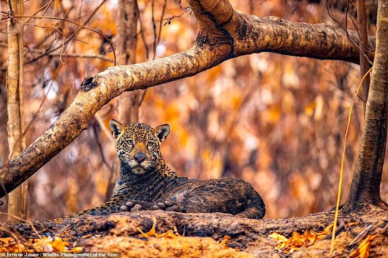 peoples choice award Natural History Museum s Wildlife Photographer of the Year Award