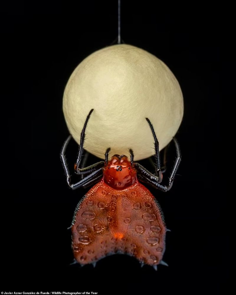 peoples choice award Natural History Museum s Wildlife Photographer of the Year Award