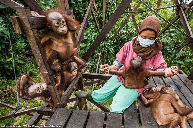 peoples choice award Natural History Museum s Wildlife Photographer of the Year Award