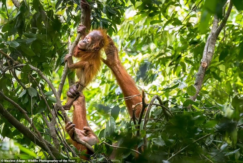 peoples choice award Natural History Museum s Wildlife Photographer of the Year Award