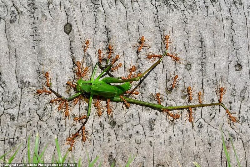 peoples choice award Natural History Museum s Wildlife Photographer of the Year Award