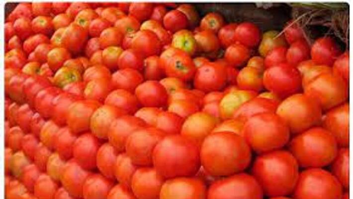 Tomato price fall in Major cities Tomato price fall in Major cities
