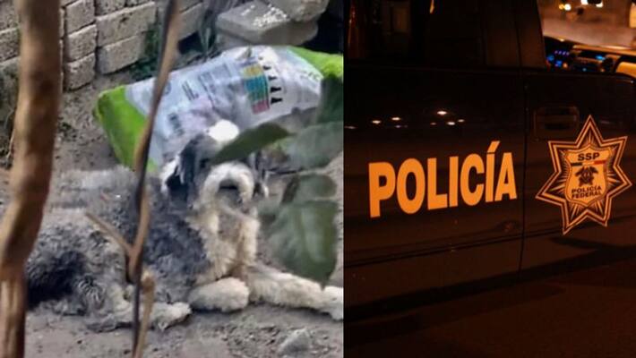 USA Pet dog accused of raping nine year old girl in Mexico kpn USA Pet dog accused of raping nine year old girl in Mexico kpn