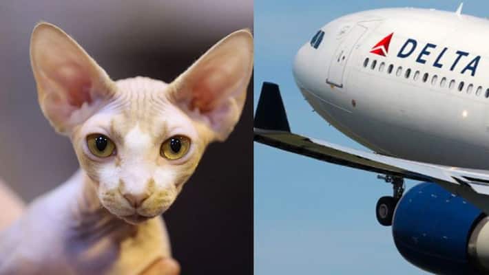 Woman Breastfeeds Cat On Plane, Refuses To Stop When Asked Woman Breastfeeds Cat On Plane, Refuses To Stop When Asked