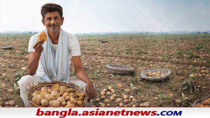 Pepsico s IPR on potato variety revoked, big win for farmers ALB Pepsico s IPR on potato variety revoked, big win for farmers ALB