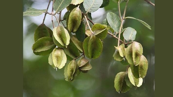 Health benefits of Arjun fruit MBT Health benefits of Arjun fruit MBT