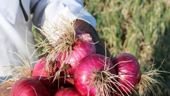 Maharashtra solapur : Farmer Sold 1123 kg onion but earned only 13 Rupees dva Maharashtra solapur : Farmer Sold 1123 kg onion but earned only 13 Rupees dva