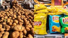 PepsiCo decides to cut palm oil in Lay's chips