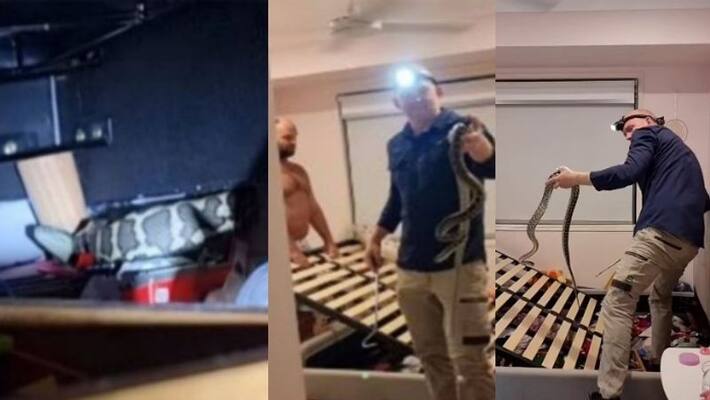 Carpet python hides under girl s bed video viral Carpet python hides under girl s bed video viral