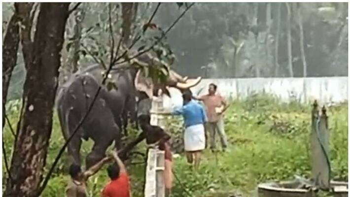 elephant runs amok in kollam elephant runs amok in kollam