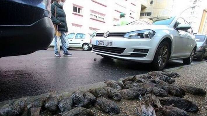 spain mass death mystery suddenly 200 birds falling from the sky to the ground kpn spain mass death mystery suddenly 200 birds falling from the sky to the ground kpn
