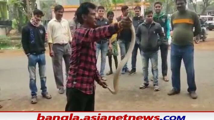 poisonous snake was rescued from Burdwan poisonous snake was rescued from Burdwan