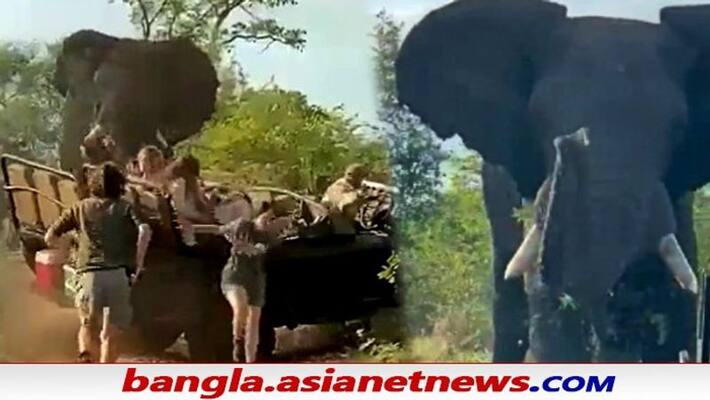Angry elephant attacks safari tourists in South Africa, video goes viral ALB Angry elephant attacks safari tourists in South Africa, video goes viral ALB
