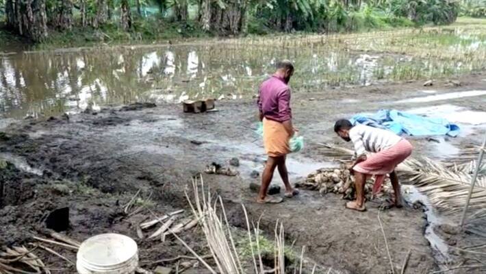 Duck killings trigger scare in Kottayam Duck killings trigger scare in Kottayam