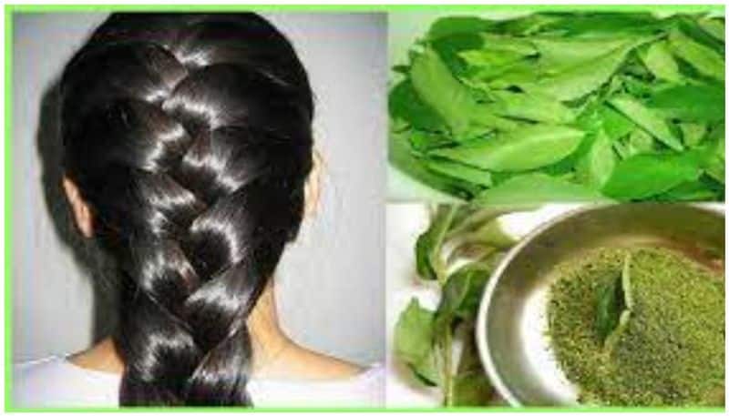 జుట్టు పెరుగుదలకు కరివేపాకు ఎలా సహాయపడుతుందో తెలుసా? | Use curry leaves for  hair growth full details are here