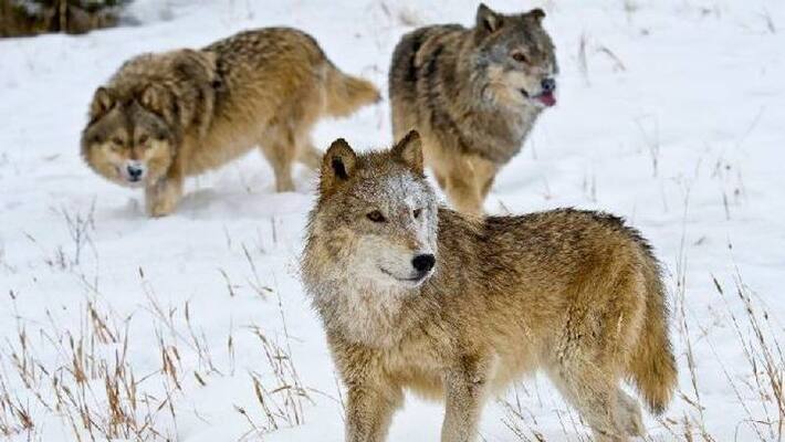 eight grey wolves found dead eight grey wolves found dead