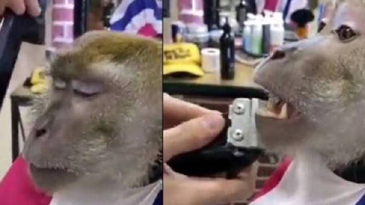 monkey in a saloon video monkey in a saloon video