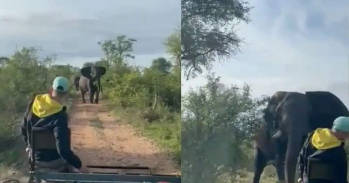 Elephant attack: to attack a safari truck; Video goes viral - TIme News