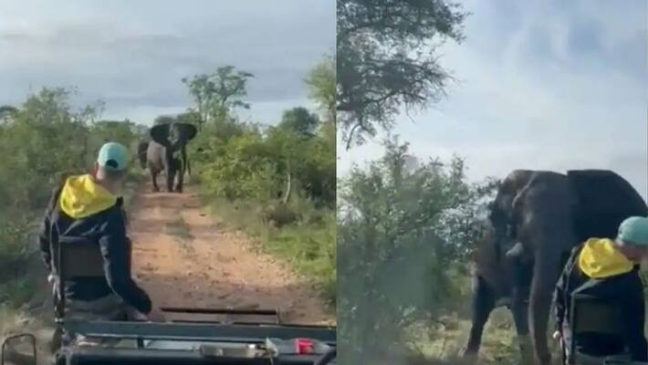 Angry elephant attacks safari tourists in viral video Angry elephant attacks safari tourists in viral video