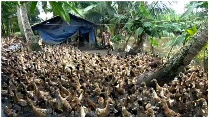 ducks death in Vaikom farmers in crisis ducks death in Vaikom farmers in crisis
