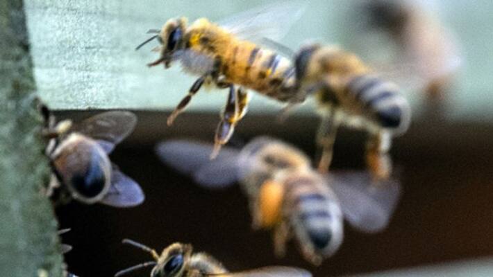 man dies due to bee sting in wayanad man dies due to bee sting in wayanad