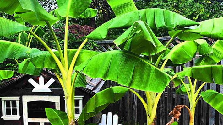 aghan month hinduism Hindu beliefs Hindu worship banana tree worship Remedies for Jupiter MMA aghan month hinduism Hindu beliefs Hindu worship banana tree worship Remedies for Jupiter MMA