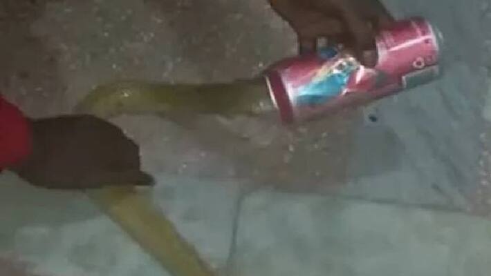 cobras head stuck in beer can cobras head stuck in beer can