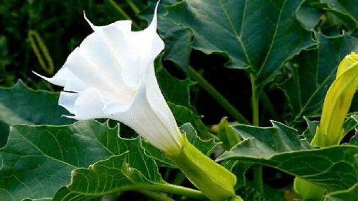 Dangerous plant and drug brugmansia Dangerous plant and drug brugmansia