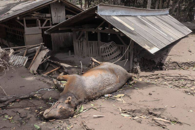 11 villages buried by Mt Semeru hot ash in Indonesia