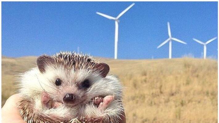 hedgehogs facing extinction in TN, wind mills cited reason hedgehogs facing extinction in TN, wind mills cited reason