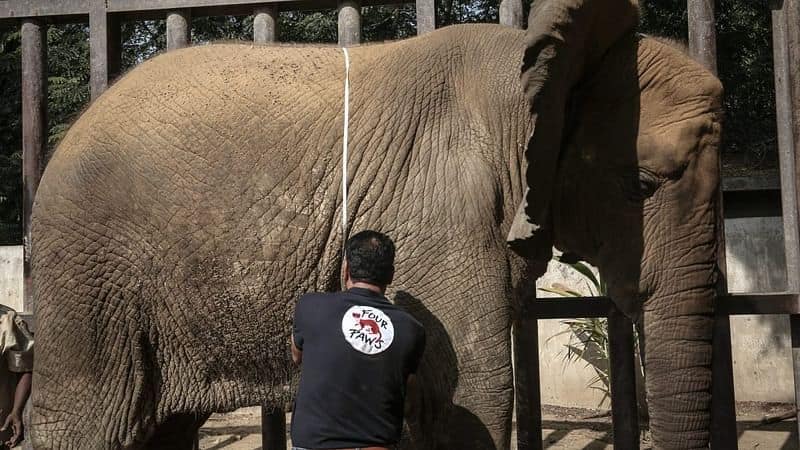 karachi zoo finally realizes after 12 years it was a female elephant not male that they were raising