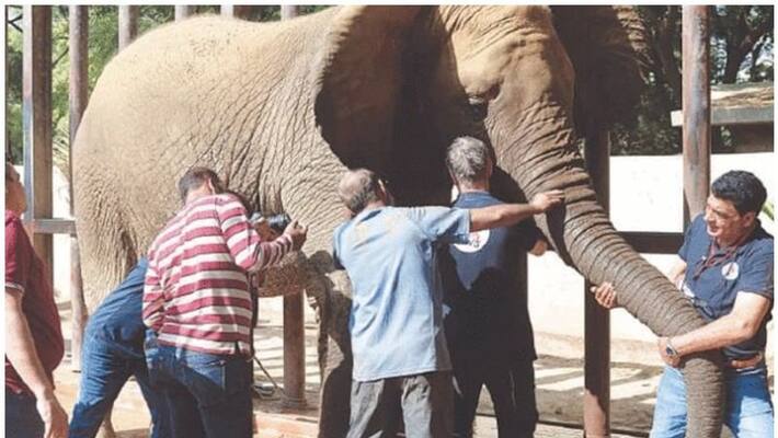karachi zoo finally realizes after 12 years it was a female elephant not male that they were raising karachi zoo finally realizes after 12 years it was a female elephant not male that they were raising