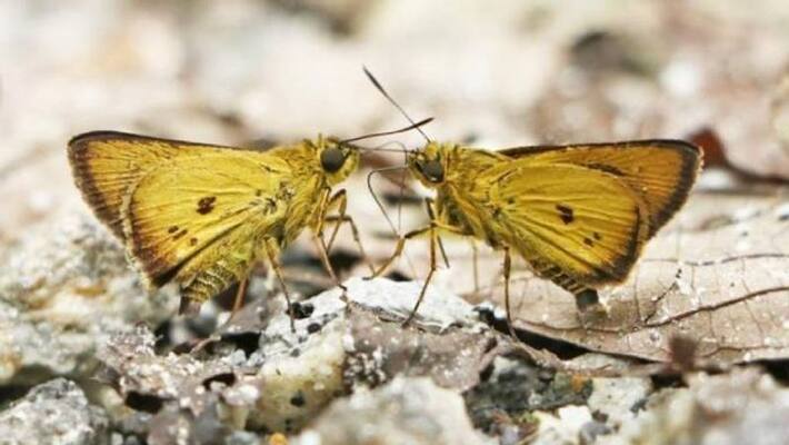Chocolate bordered Flitter new butterfly found Chocolate bordered Flitter new butterfly found