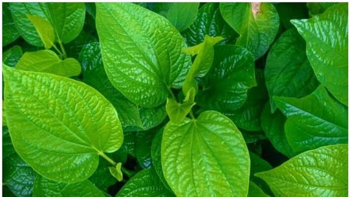 What are the medical benefits of eating 2 betel leaves daily? What are the medical benefits of eating 2 betel leaves daily?