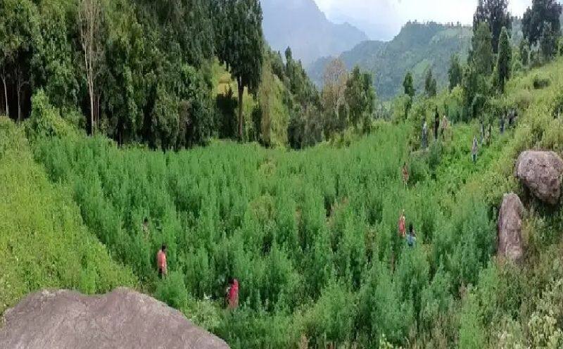 ganja cultivation in 5964 acres in andhra pradesh