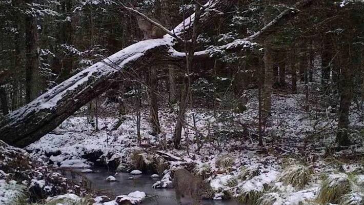 can you find two bobcats in this image can you find two bobcats in this image