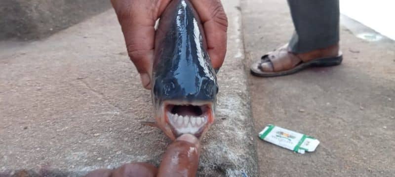 Fish Resembling Man's Face Found at Tungabhadra River in Koppal grg
