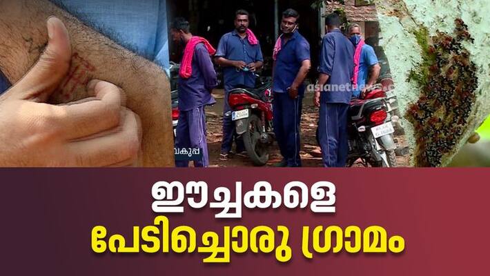 Beer Fly Attack in Thrissur Melur Beer Fly Attack in Thrissur Melur