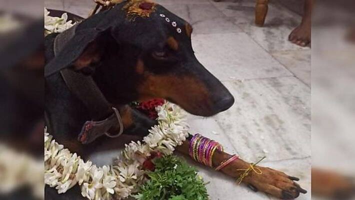 TN police inspector conducts baby shower for his pet dog Suji TN police inspector conducts baby shower for his pet dog Suji