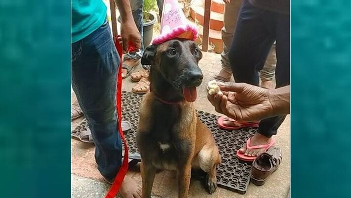 Celebrating Judy s second birthday police dog cutting cake with children at childrence home Celebrating Judy s second birthday police dog cutting cake with children at childrence home