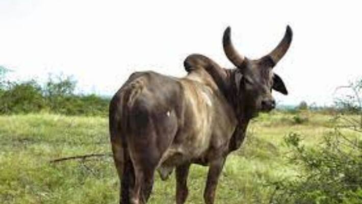 ASI killed after scooter overturns when bull attack in Thrissur ASI killed after scooter overturns when bull attack in Thrissur