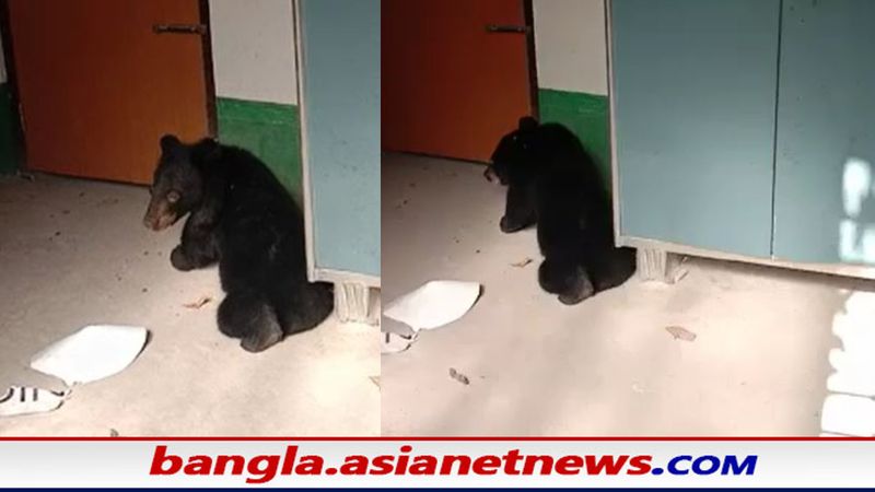 A bear suddenly entered a house in Mlabazar RTB