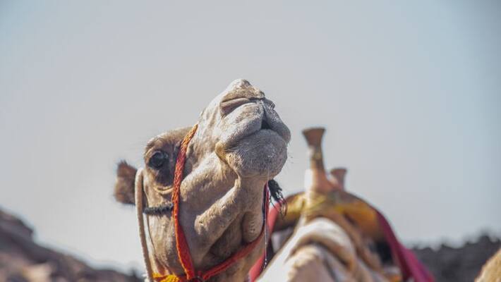 camels barred from Saudi beauty contest over surgery camels barred from Saudi beauty contest over surgery