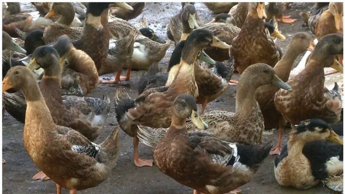 Bird Flu in kuttanad issues high alert Bird Flu in kuttanad issues high alert