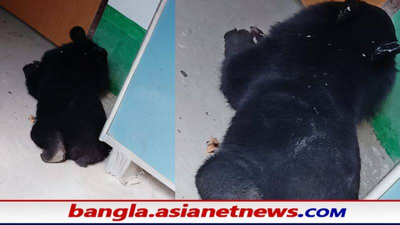 A bear suddenly entered a house in Mlabazar RTB