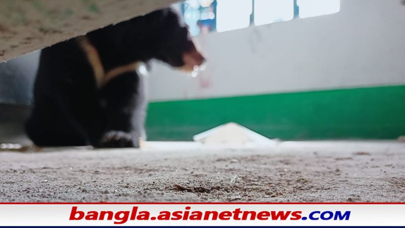 A bear suddenly entered a house in Mlabazar RTB