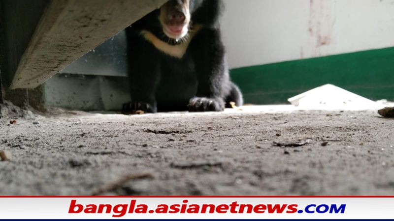 A bear suddenly entered a house in Mlabazar RTB