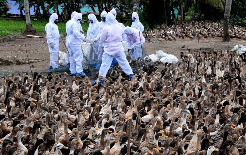 avian influenza h3n8 bird flu :  China reports first case of H3N8 bird flu as 4-yr-old from Henan infected